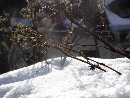 Скоро весна.......