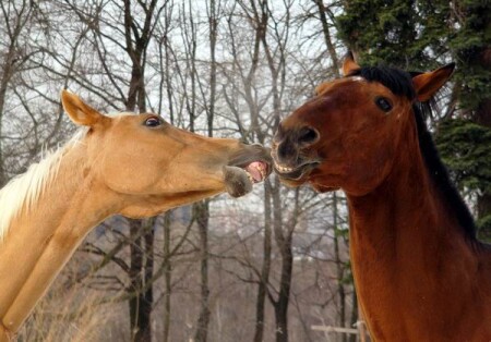 Давай поцелуемся...