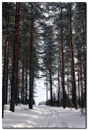Лесная дорога
