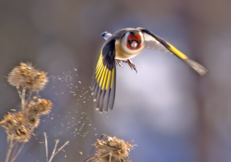 Carduelis carduelis