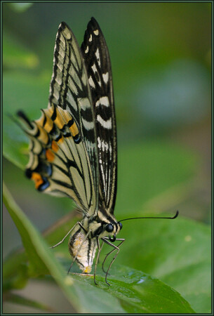Papilio Xuthus