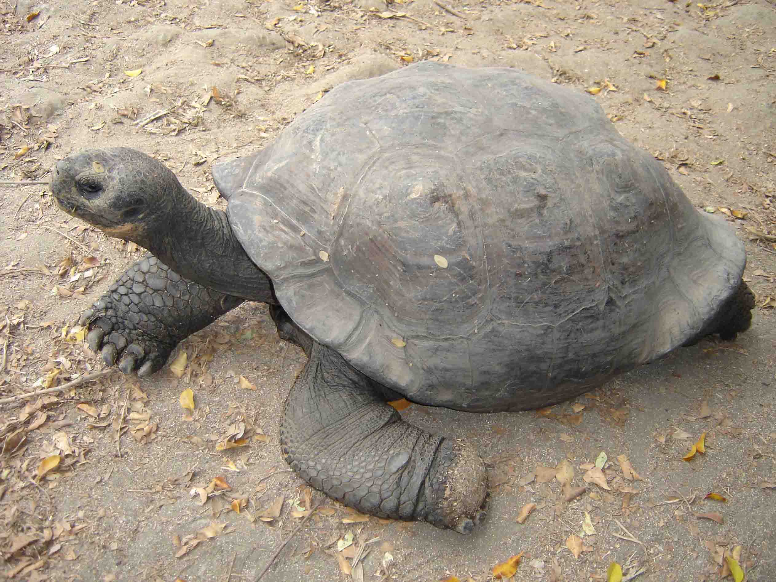 tortuga de galapagos