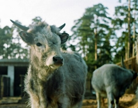 Репортаж с зоопарка