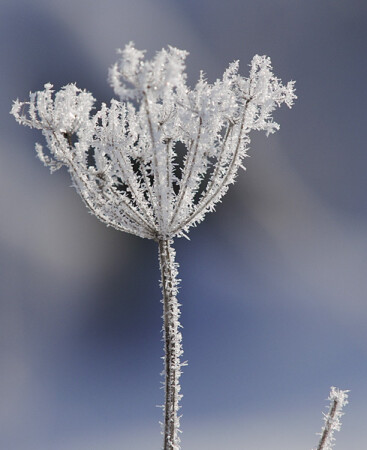 А я такой колючий...