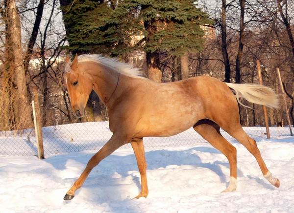 Хурмет