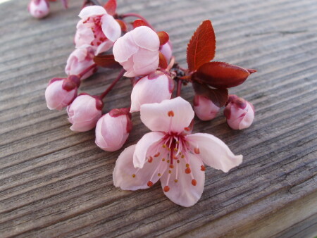 Весеннй цвет