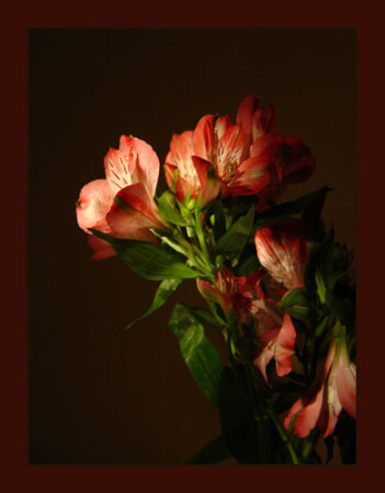 Тянутся к свету