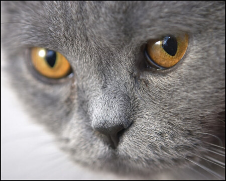 Эти глаза напротив