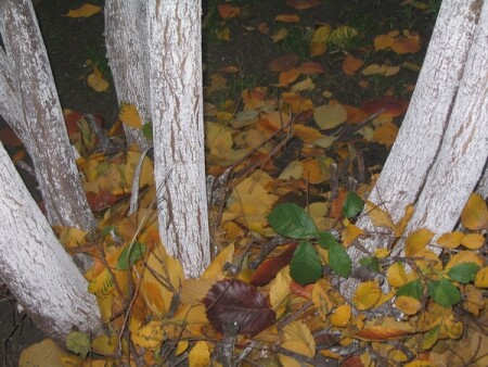 осень во дворе