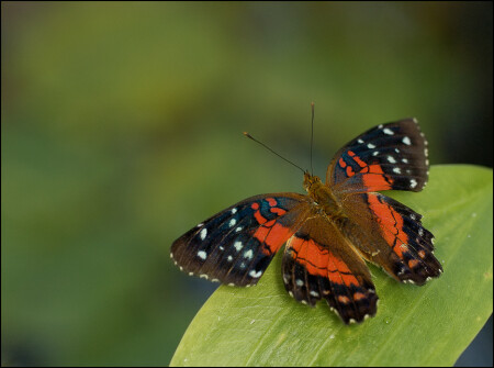 Anartia Amathea