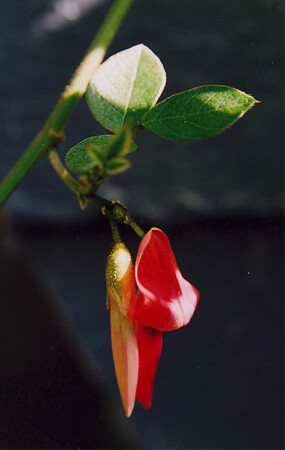 В оранжерее