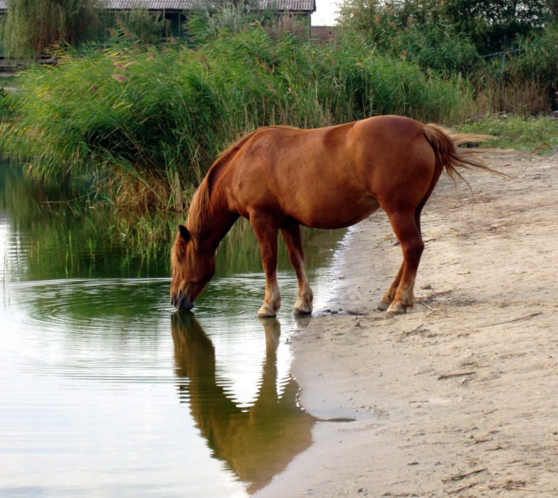 Водопой