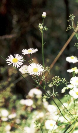 обитатели оврага