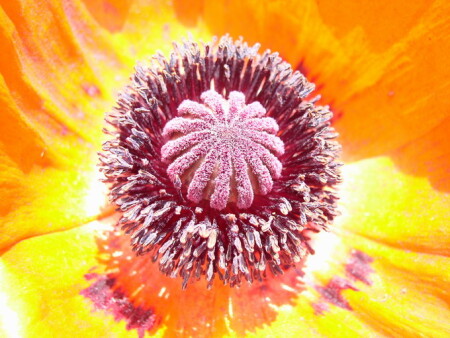 Тайна цветка