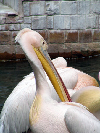 А вам слабо?