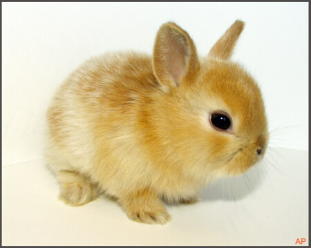 Кроличий детеныш