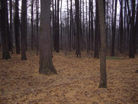 Представьте лес, вообразите осень//////////