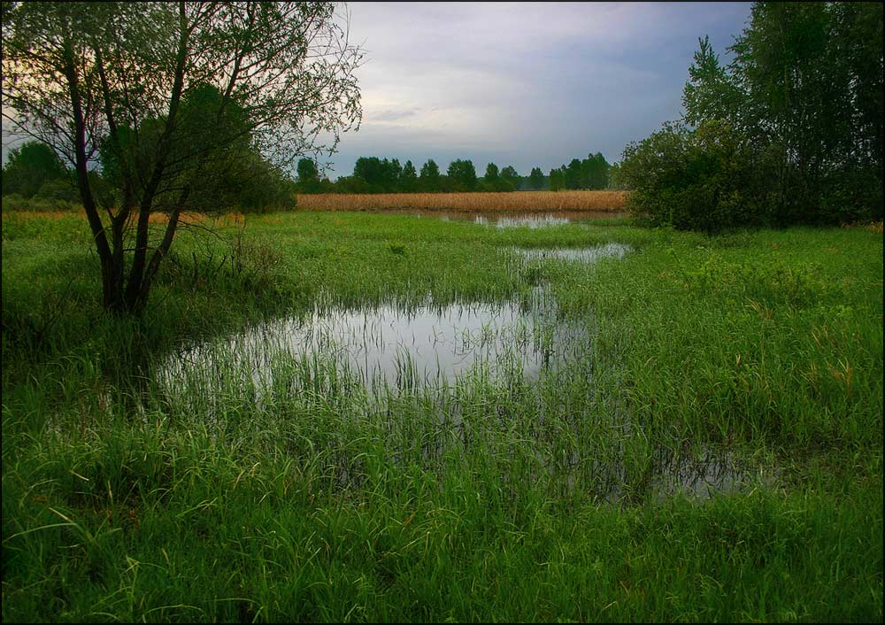 На болоте