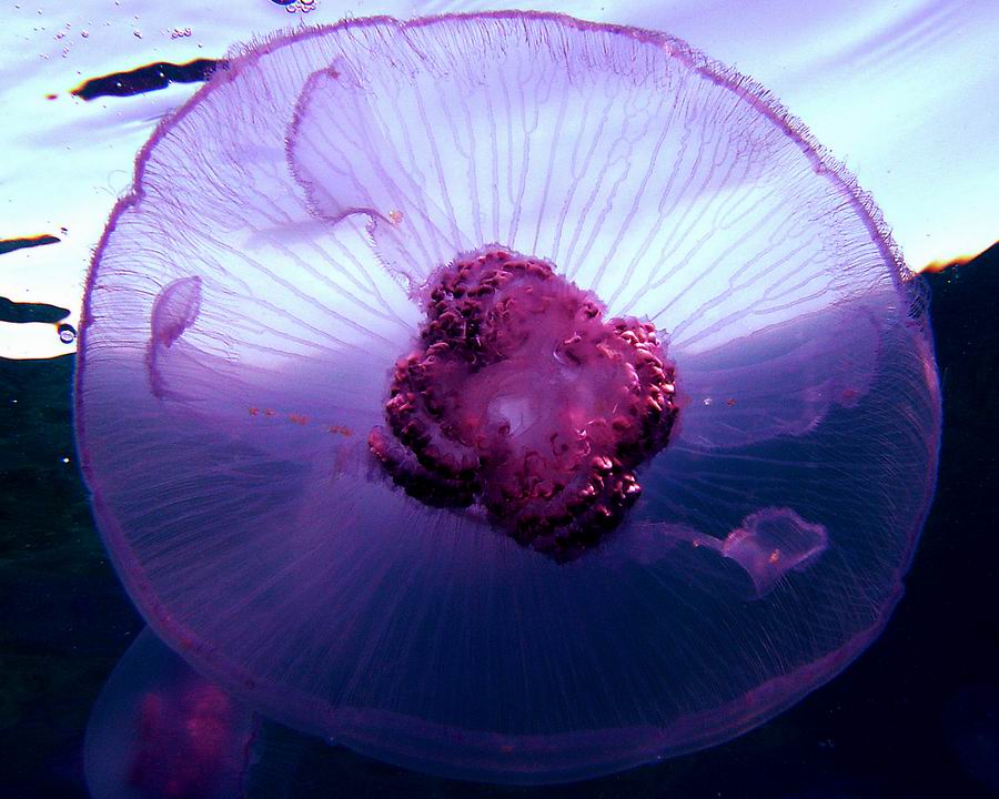 нло№3
