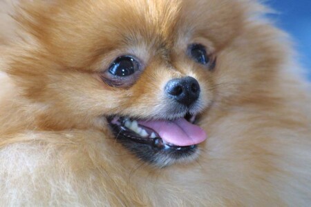 Рыжик-пышик