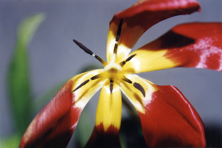 Une tulipe nue