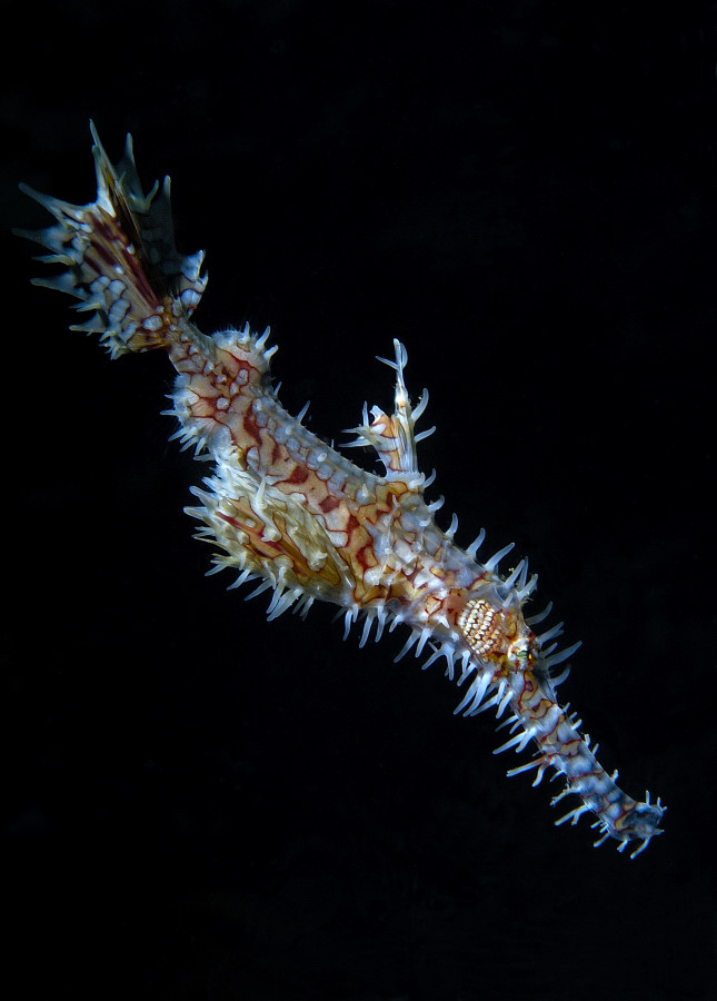 Ghost Pipe Fish