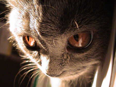 Моё любимое животное :)