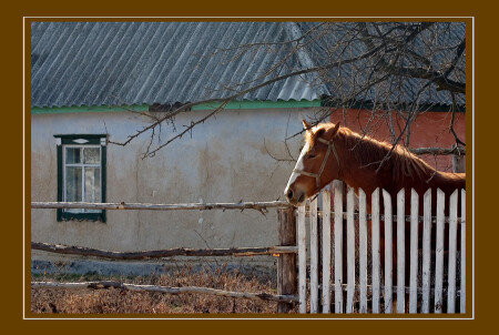 деревня,весна,лошадь