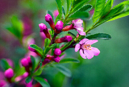 Степной миндаль