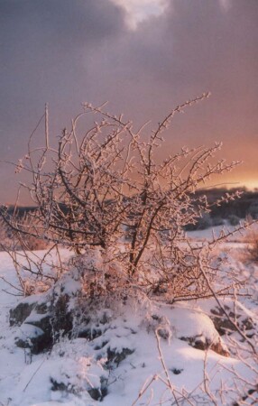 Зимний пейзаж