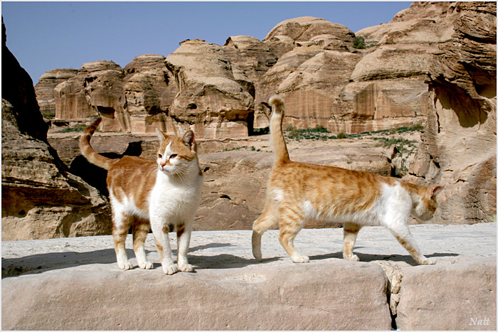 CATS 
