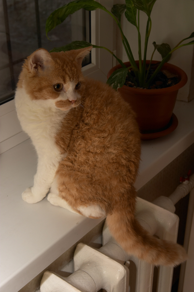 Katrin's Curly Yoda 