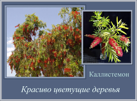 Каллистемон