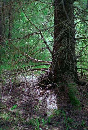 Лесные тени