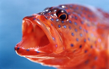 АКУЛООБРАЗНАЯ