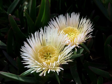 Объяснение в любви