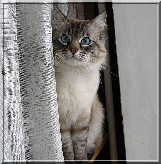 Минитигр в засаде