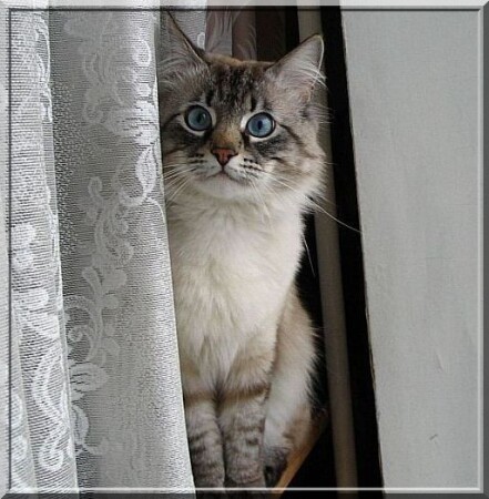 Минитигр в засаде