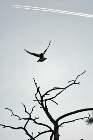 одинокий полет ворона