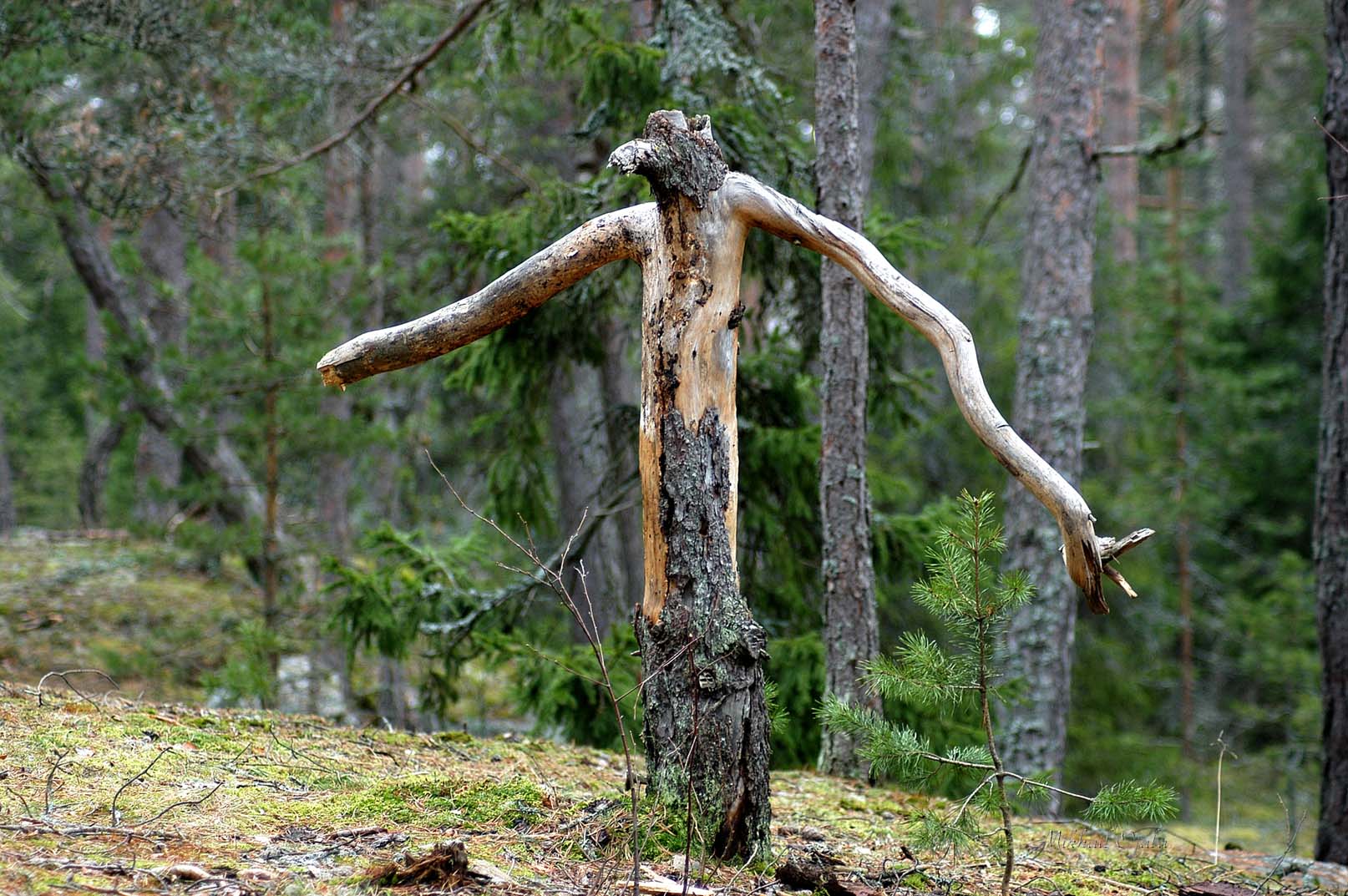 ЛЕШИЙ