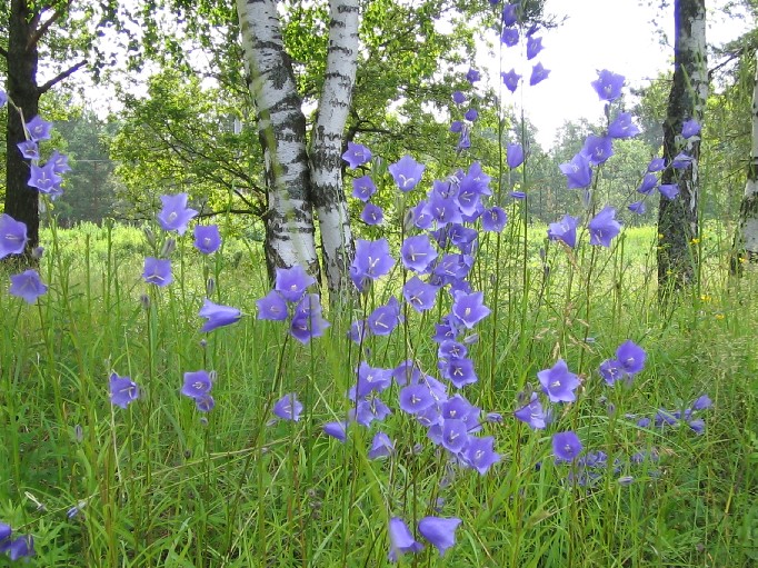 Blue Bells
