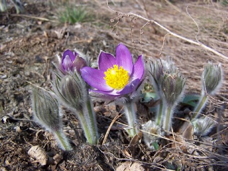 Early Flower