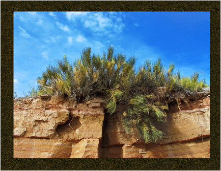 И на камнях растут...