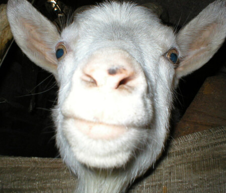 Я ваш на Век.