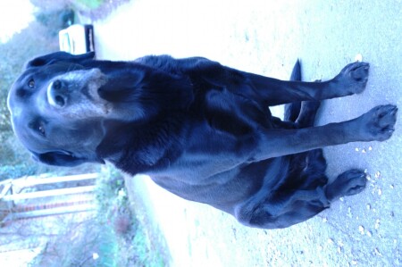 Аристократ