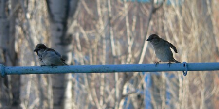 Ща как дам!!!