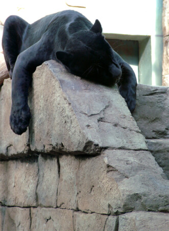 Спят усталые игрушки...