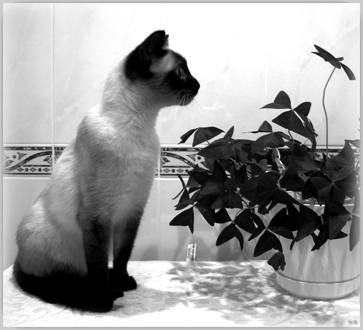Cats look