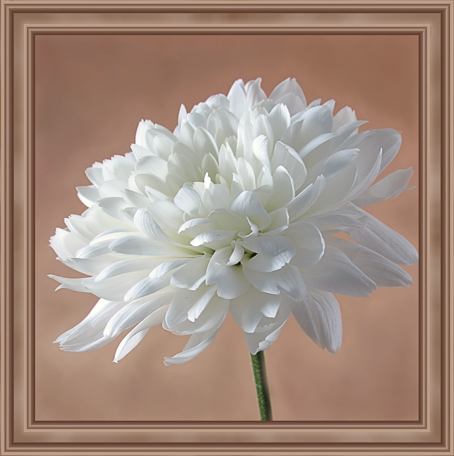 White princess