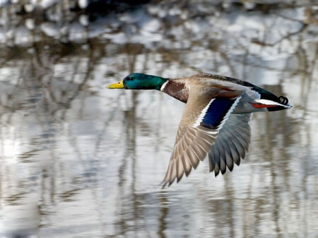Селезень в полете